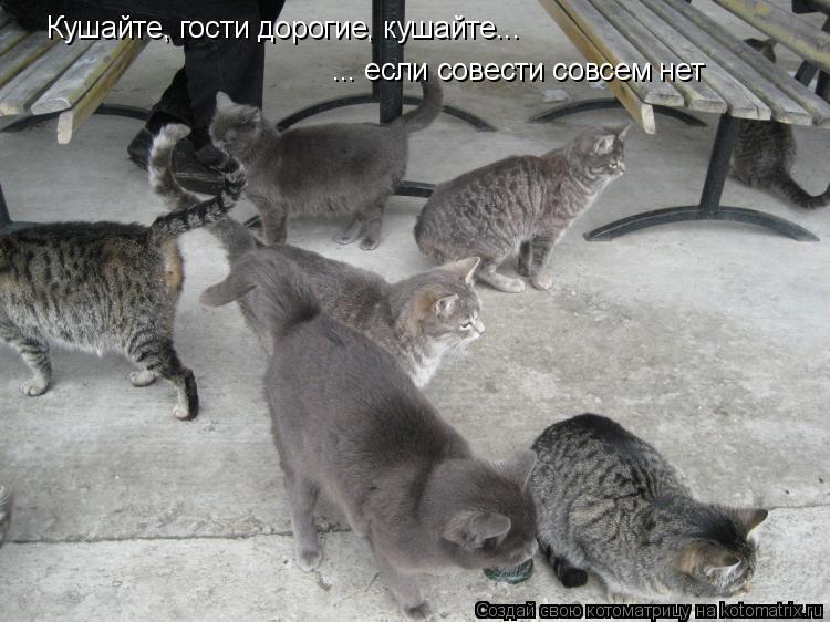 Котоматрица: Кушайте, гости дорогие, кушайте...  ... если совести совсем нет