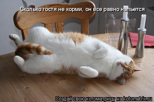 Котоматрица: Сколько гостя не корми, он все равно напьется