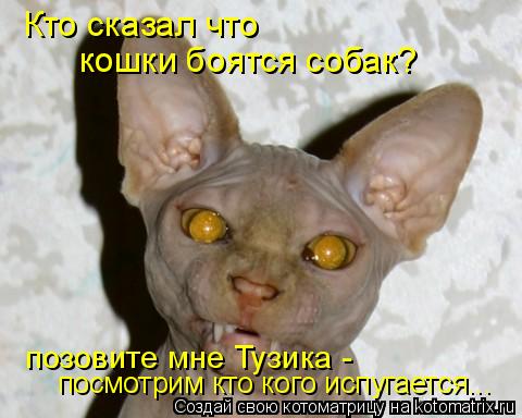 Котоматрица: Кто сказал что кошки боятся собак? позовите мне Тузика - посмотрим кто кого испугается...