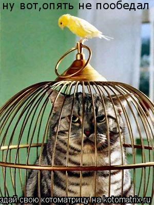 Котоматрица: ну вот,опять не пообедал