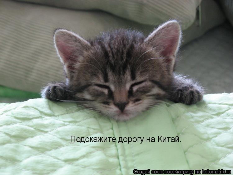 Котоматрица: Подскажите дорогу на Китай.