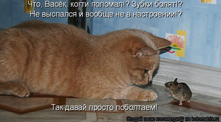 Котоматрица: Что, Васёк, когти поломал!? Зубки болят!? Не выспался и вообще не в настроении!? Так давай просто поболтаем!