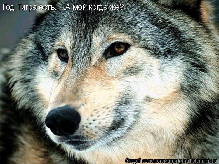 Котоматрица: Год Тигра есть.....А мой когда же?