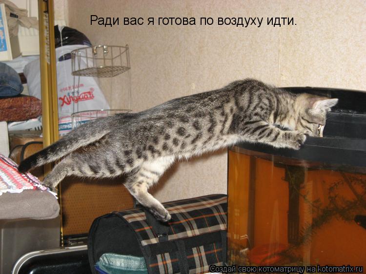 Котоматрица: Ради вас я готова по воздуху идти.
