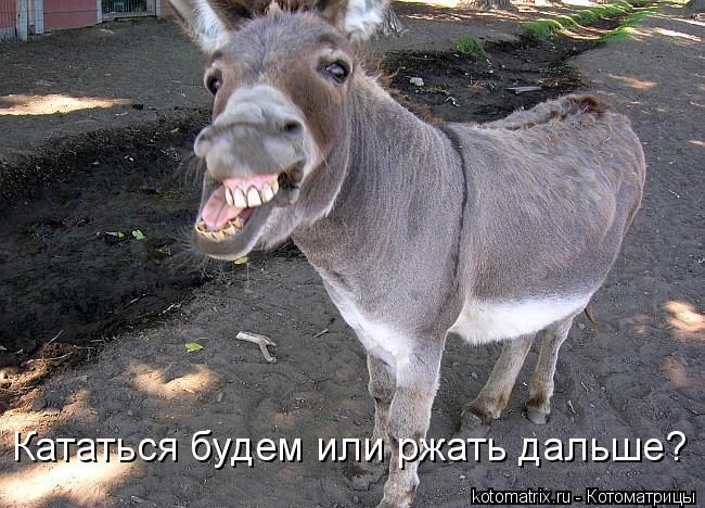 Котоматрица: Кататься будем или ржать дальше?