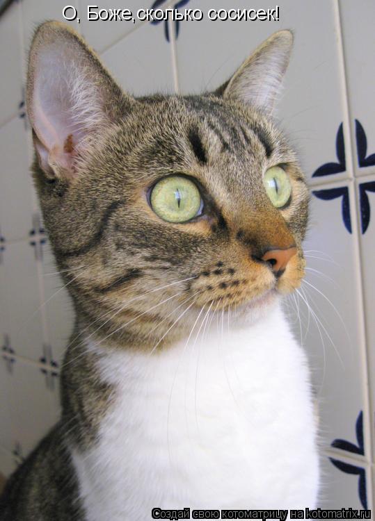 Котоматрица: О, Боже,сколько сосисек!