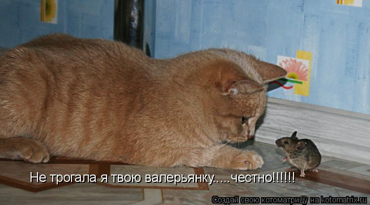 Котоматрица: Не трогала я твою валерьянку.....честно!!!!!!