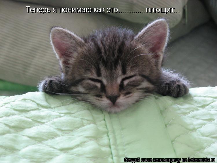 Котоматрица: Теперь я понимаю как это.............плющит...