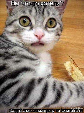 Котоматрица: Вы что-то хотели?