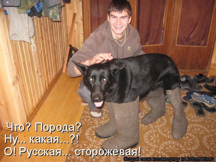 Котоматрица: Что? Порода?  Ну... какая...?! О! Русская... сторожевая!