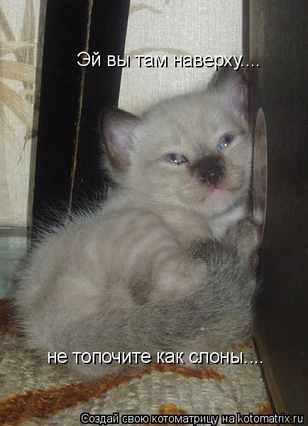 Котоматрица: Эй вы там наверху.... не топочите как слоны....