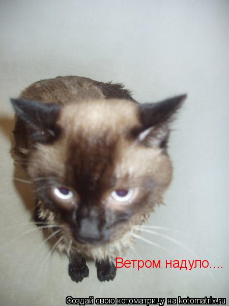 Котоматрица: Ветром надуло....