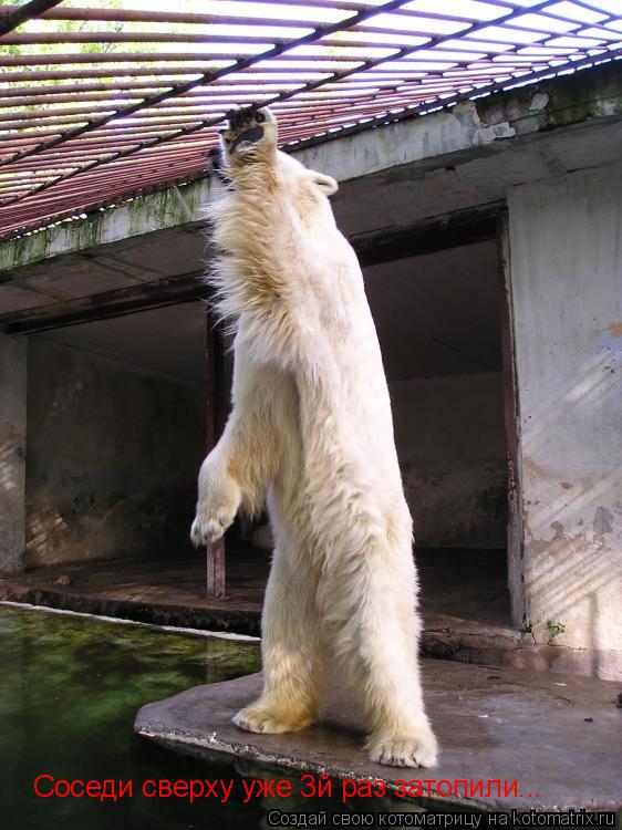 Котоматрица: Соседи сверху уже 3й раз затопили...
