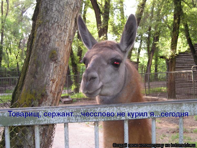 Котоматрица: Товарищ, сержант....чесслово не курил я...сегодня