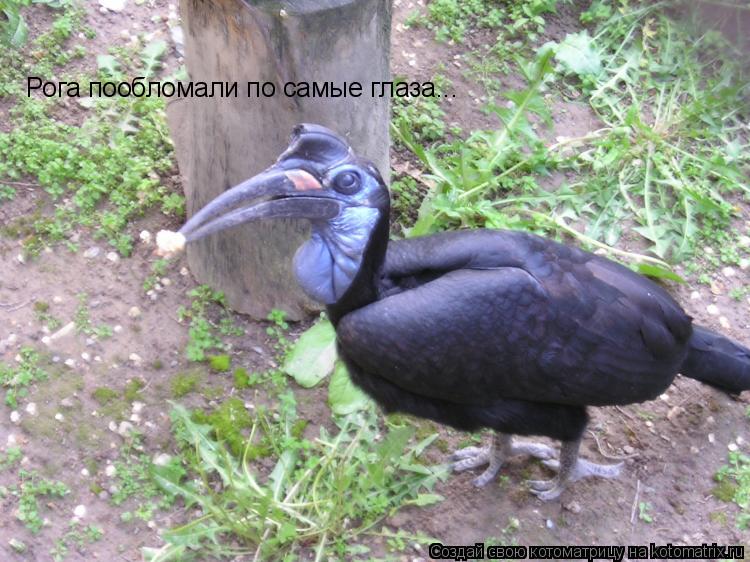 Котоматрица: Рога пообломали по самые глаза...