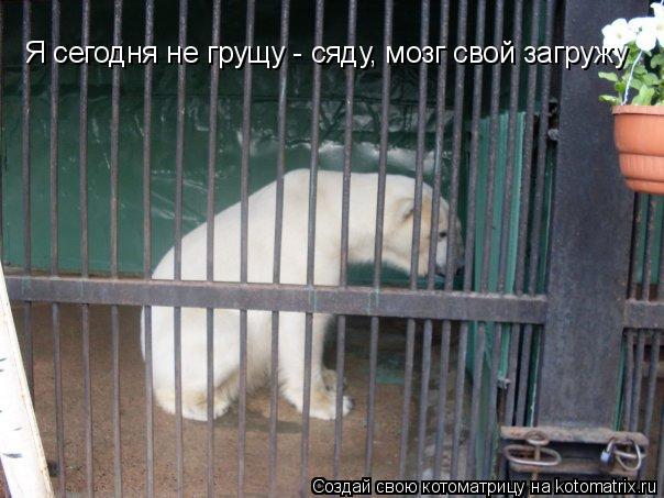 Котоматрица: Я сегодня не грущу - сяду, мозг свой загружу Я сегодня не грущу - сяду, мозг свой загружу