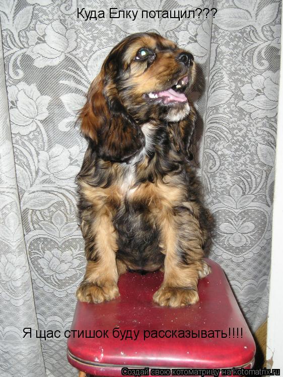 Котоматрица: Куда Елку потащил??? Я щас стишок буду рассказывать!!!!