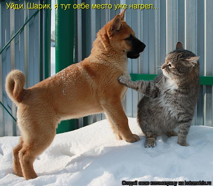 Котоматрица: Уйди, Шарик, я тут себе место уже нагрел...