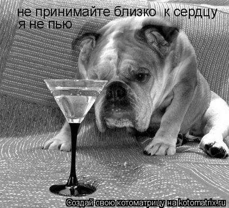 Котоматрица: не принимайте близко  к сердцу я не пью