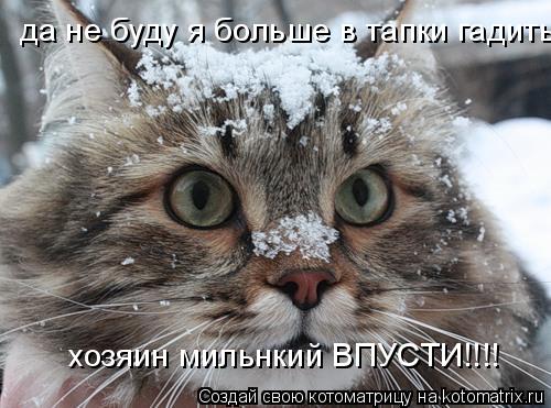 Котоматрица: да не буду я больше в тапки гадить хозяин мильнкий ВПУСТИ!!!!