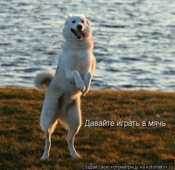 Котоматрица: Давайте играть в мячь