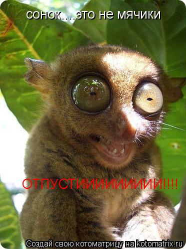 Котоматрица: сонок....это не мячики ОТПУСТИИИИИИИИИ!!!!