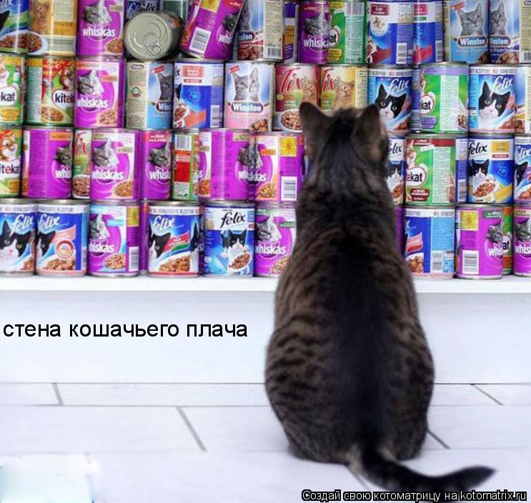 Котоматрица: стена кошачьего плача