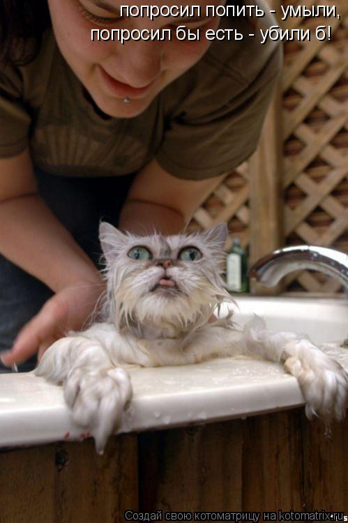 Котоматрица: попросил попить - умыли, попросил бы есть - убили б! попросил бы есть - убили б!