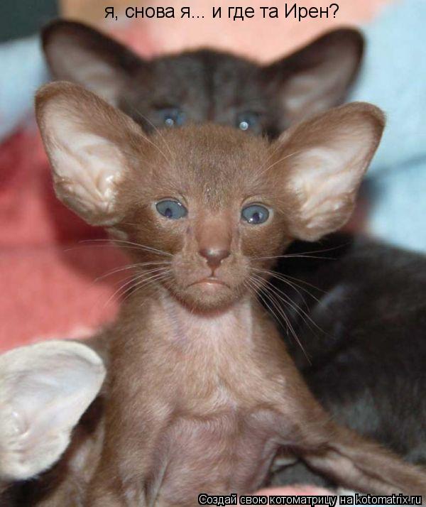 Котоматрица: я, снова я... и где та Ирен?