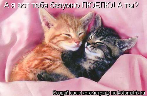 Котоматрица: А я вот тебя безумно ЛЮБЛЮ! А ты?