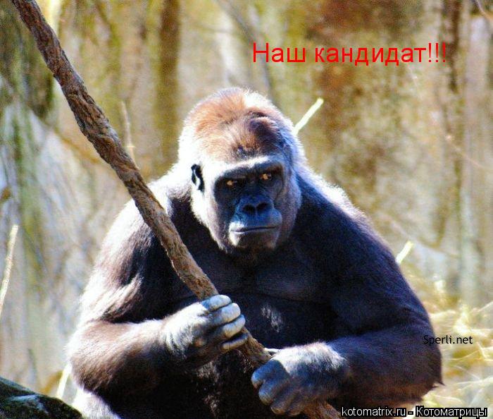 Котоматрица: Наш кандидат!!!