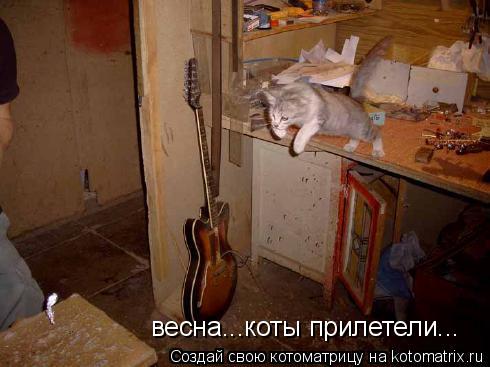 Котоматрица: весна...коты прилетели...