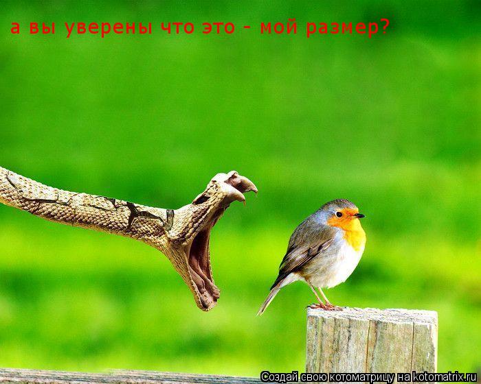 Котоматрица: а вы уверены что это - мой размер?