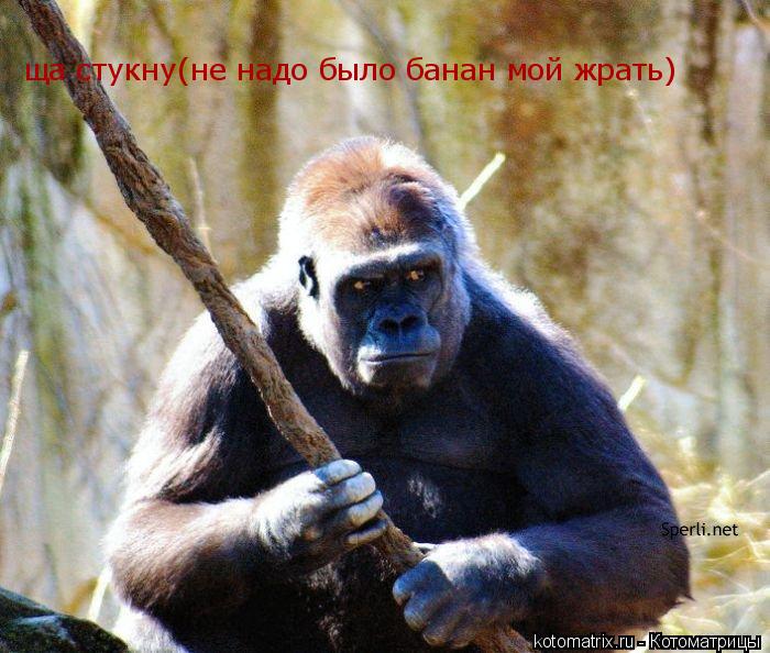 Котоматрица: ща стукну(не надо было банан мой жрать)