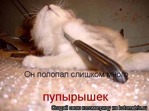 Котоматрица: Он полопал слишком много  пупырышек
