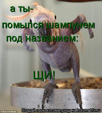 Котоматрица: а ты- помылся шампунем  под названием: ЩИ!