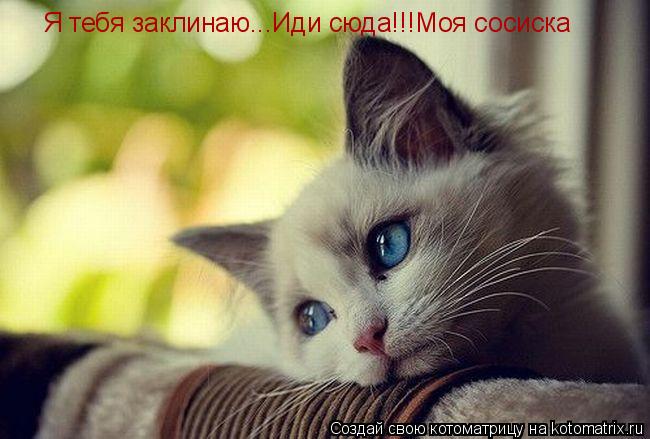 Котоматрица: Я тебя заклинаю...Иди сюда!!!Моя сосиска