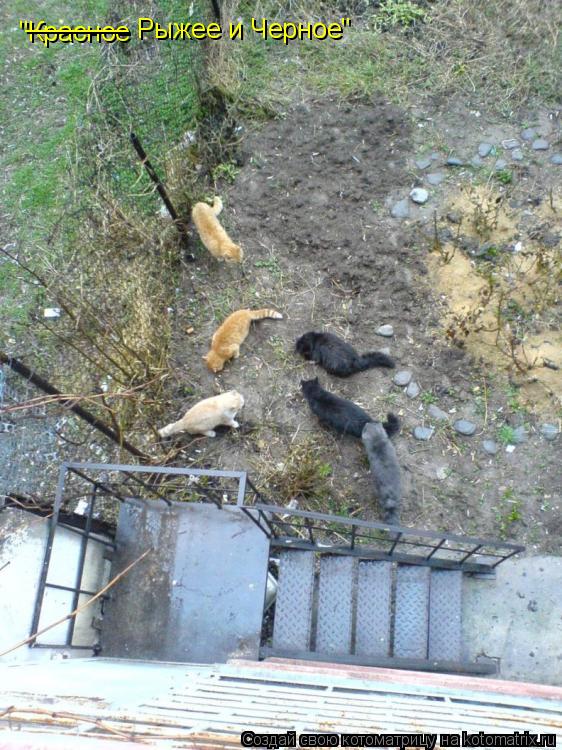 Котоматрица: "Красное __________ Рыжее и Черное"