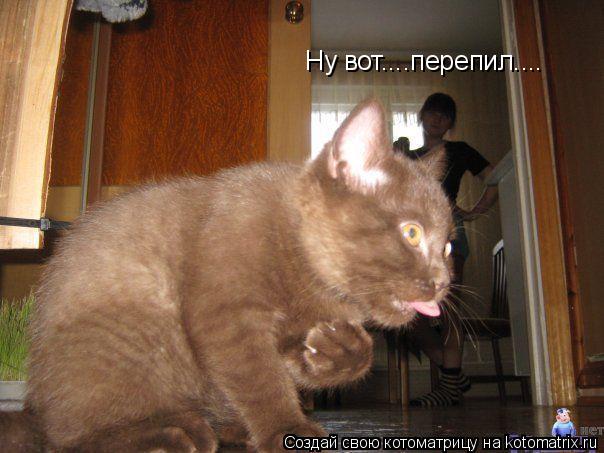 Котоматрица: Ну вот....перепил....