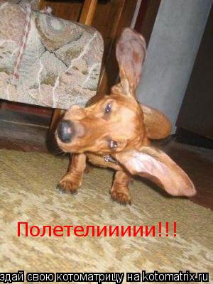Котоматрица: Полетелиииии!!!