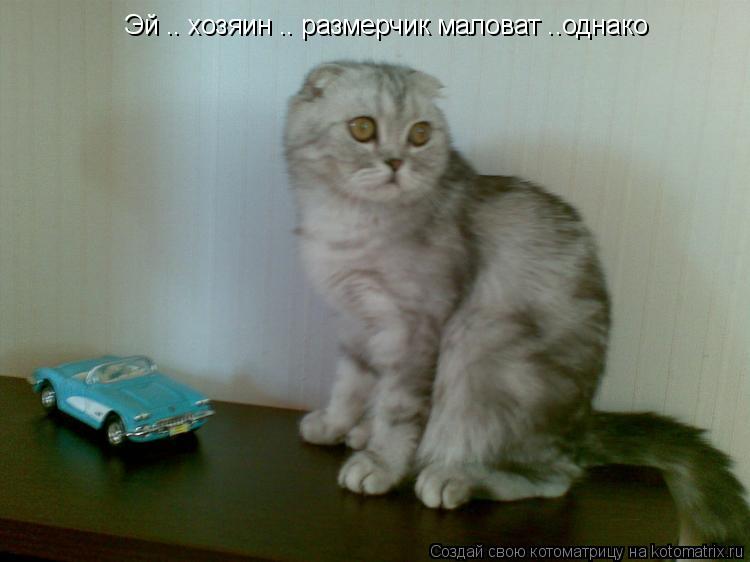 Котоматрица: Эй .. хозяин .. размерчик маловат ..однако