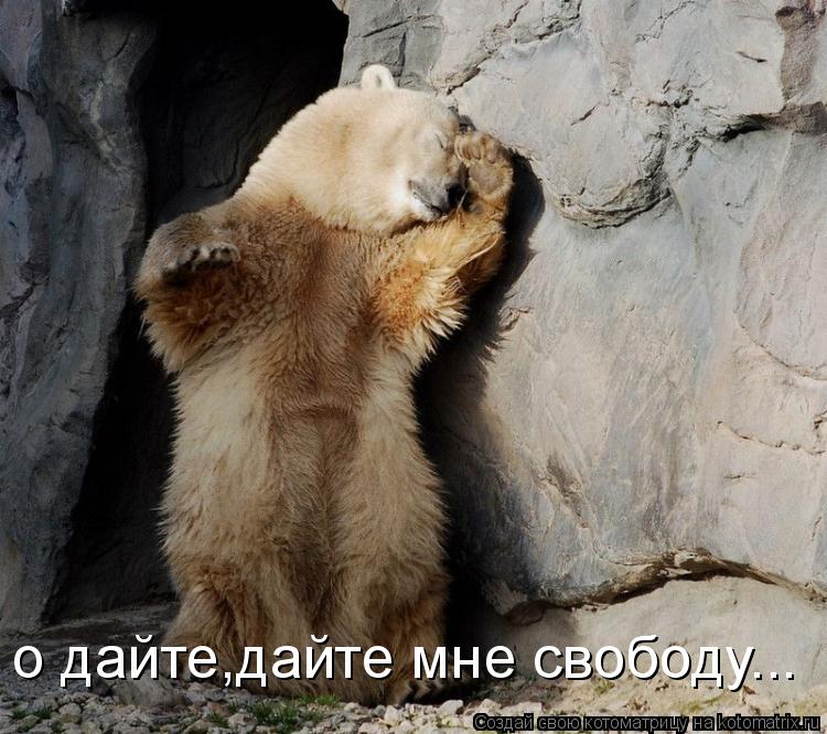 Котоматрица: о дайте,дайте мне свободу...