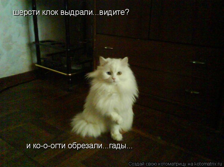 Котоматрица: шерсти клок выдрали...видите? и ко-о-огти обрезали...гады...