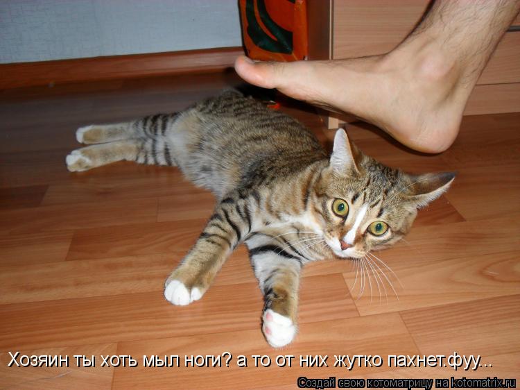 Котоматрица: Хозяин ты хоть мыл ноги? а то от них жутко пахнет.фуу...