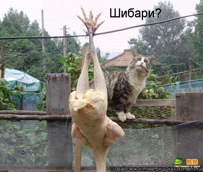 Котоматрица: Шибари?