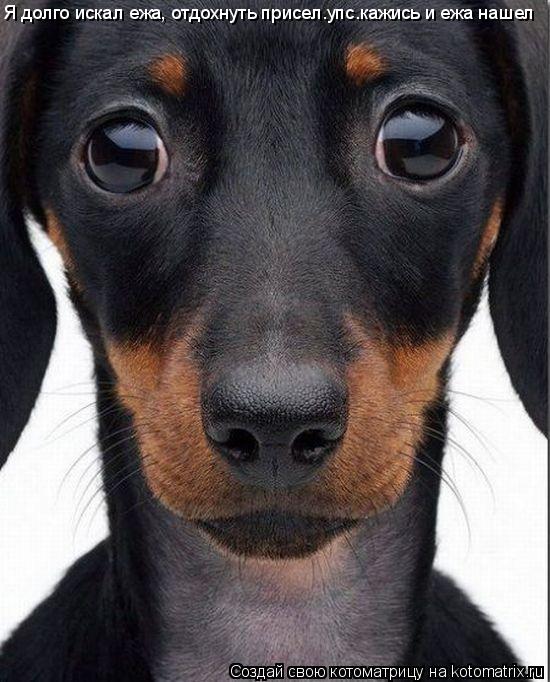 Котоматрица: Я долго искал ежа, отдохнуть присел.упс.кажись и ежа нашел