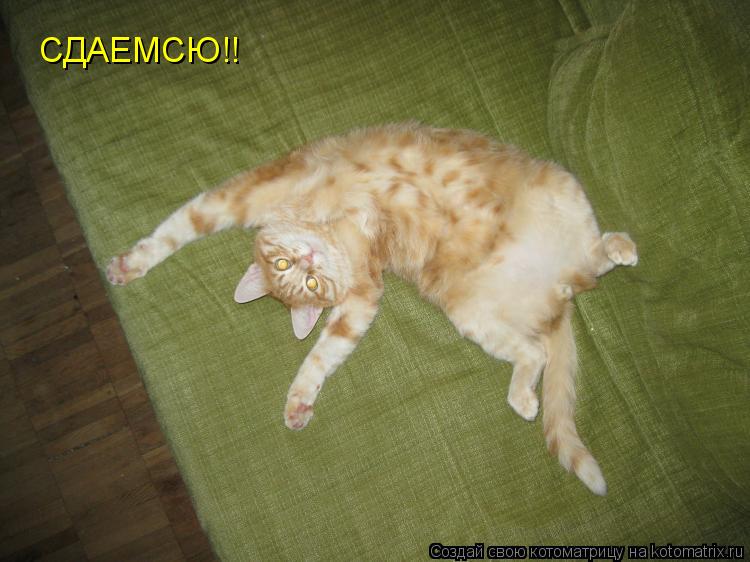 Котоматрица: СДАЕМСЮ!!