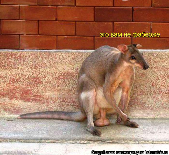 Котоматрица: это вам не фаберже