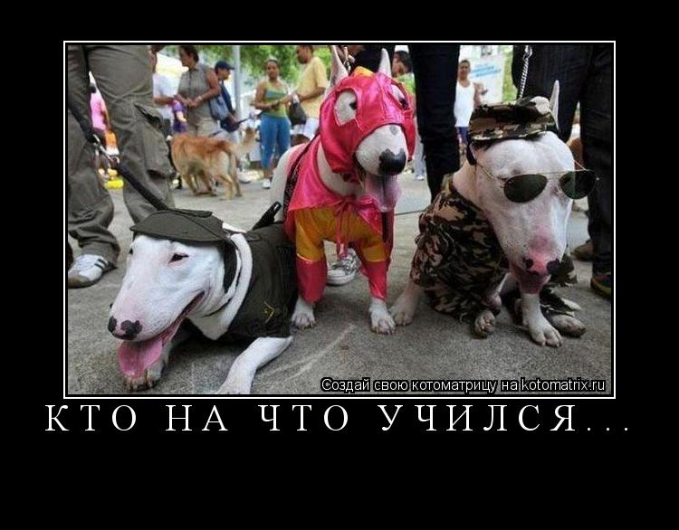 Котоматрица: кто на что учился... 