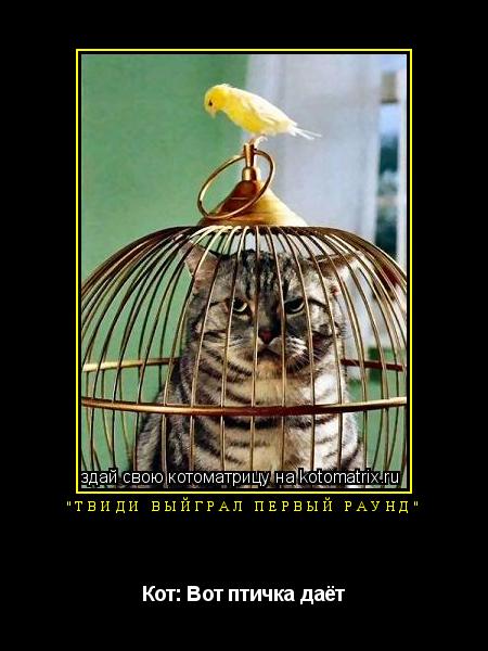 Котоматрица: "Твиди выйграл первый раунд" Кот: Вот птичка даёт